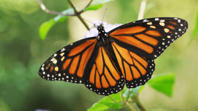 Clipart:1rj2pvpoc8i= Monarch Butterfly