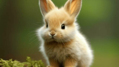 Cute:G20bacyjnym= Bunny Rabbit