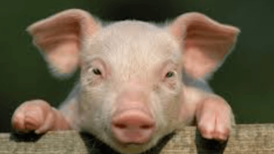 Cute:Pamwaummhqs= Pig