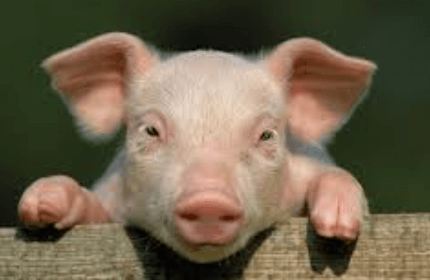 Cute:Pamwaummhqs= Pig