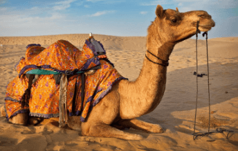 Clipart:3ct_M5lnwrw= Camel