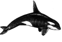 Easy:0fz78auen5a= Orca Drawing