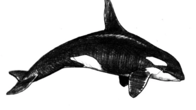 Easy:0fz78auen5a= Orca Drawing